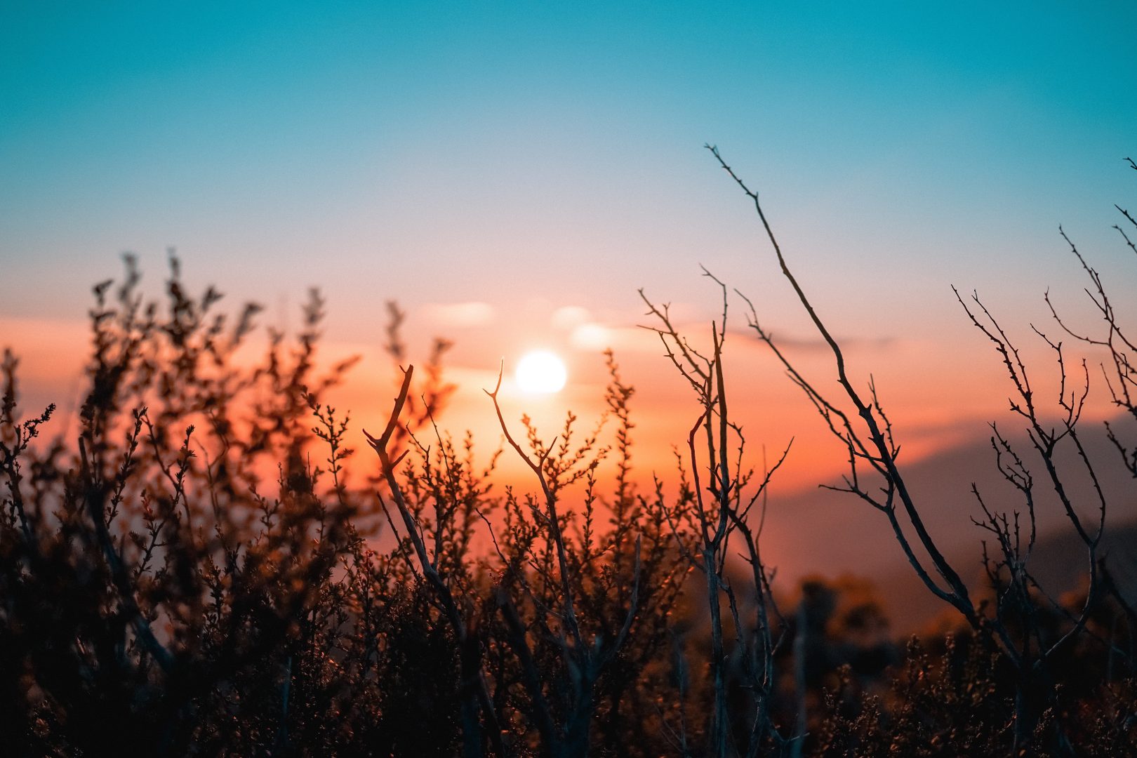 Abendsonne durch Sträucher betrachtet